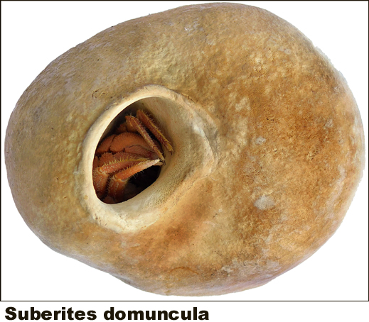 Suberites domuncula