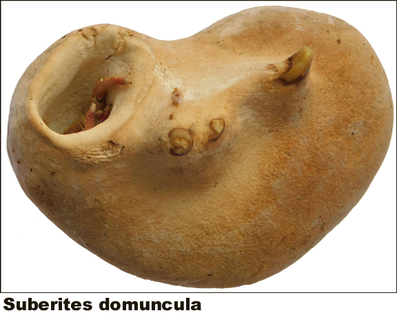 Suberites domuncula