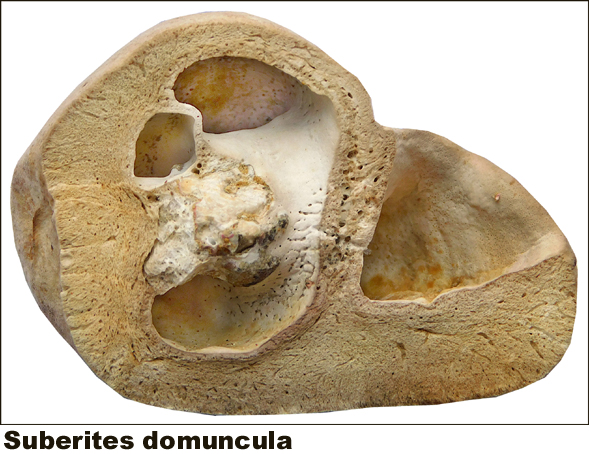 Suberites domuncula