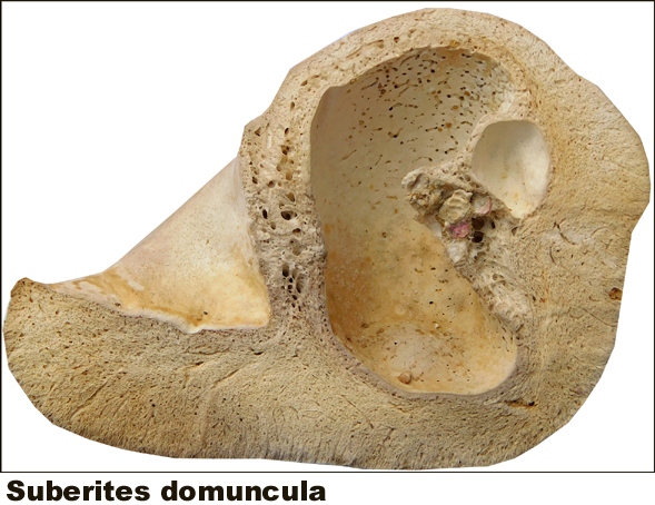 Suberites domuncula