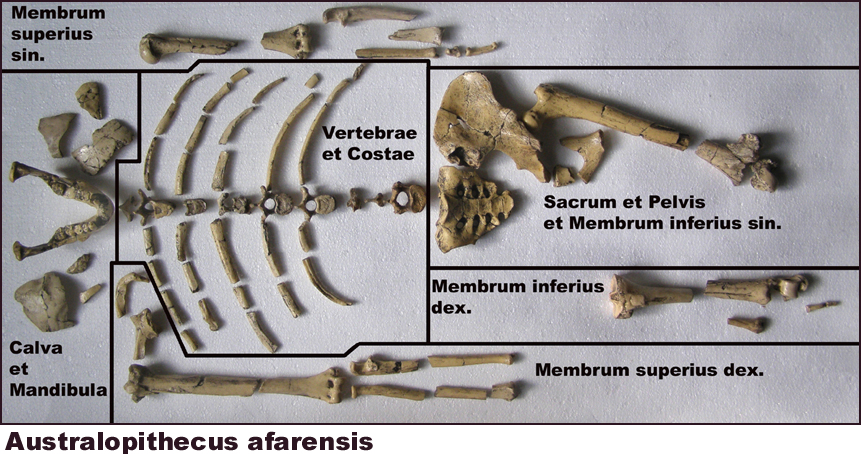 Australopithecus afarensis