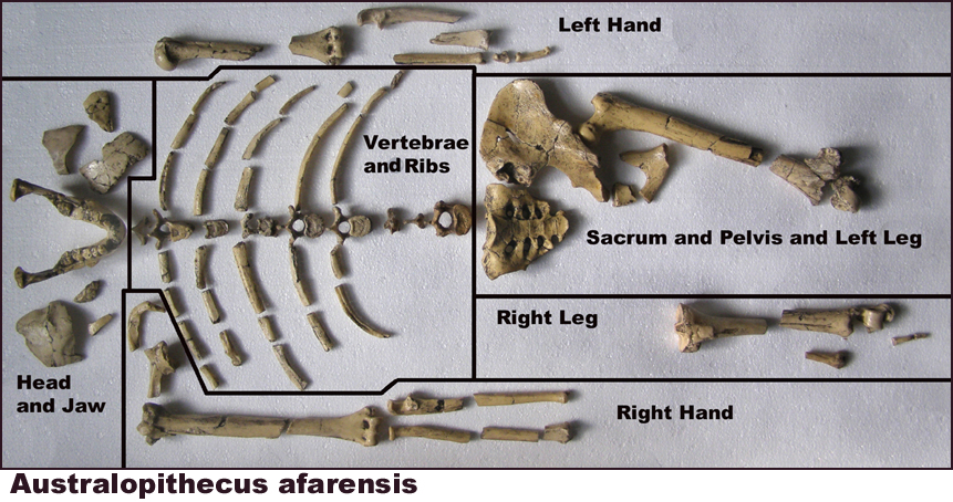 Australopithecus afarensis