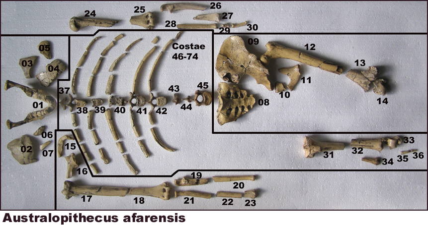 Australopithecus afarensis