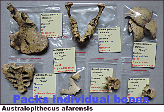 Australopithecus afarensis