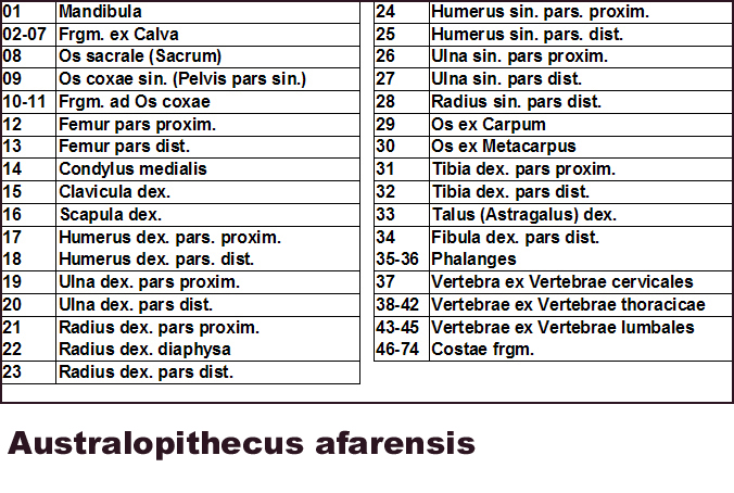 Australopithecus afarensis