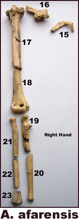 Australopithecus afarensis