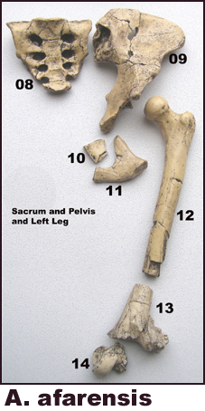 Australopithecus afarensis