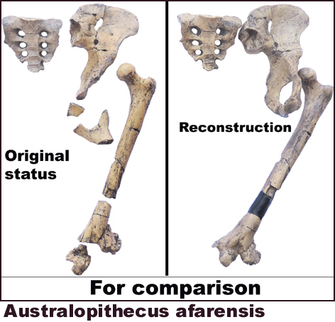 Australopithecus afarensis