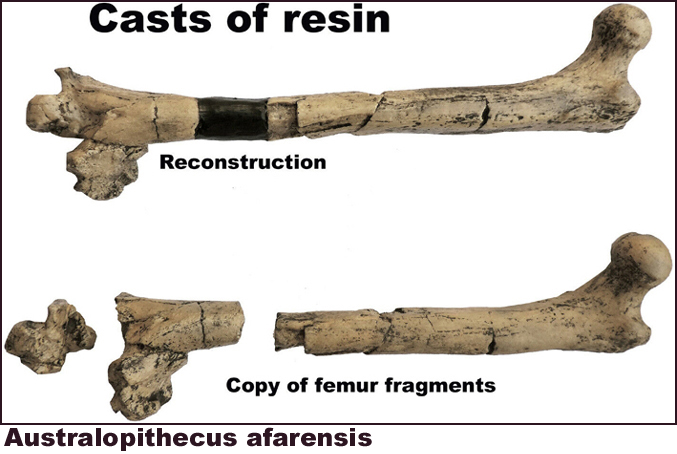 Australopithecus afarensis