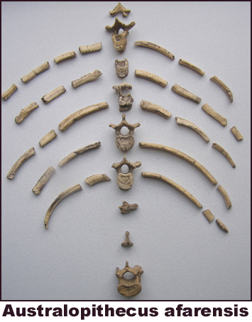 Australopithecus afarensis