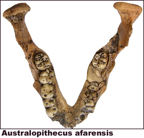 Australopithecus afarensis