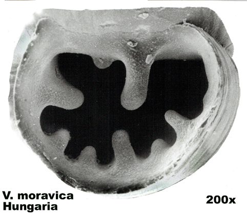 Vertigo moravica