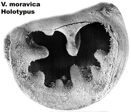 Vertigo moravica