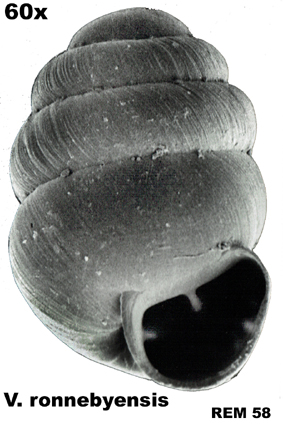 Vertigo ronnebyensis