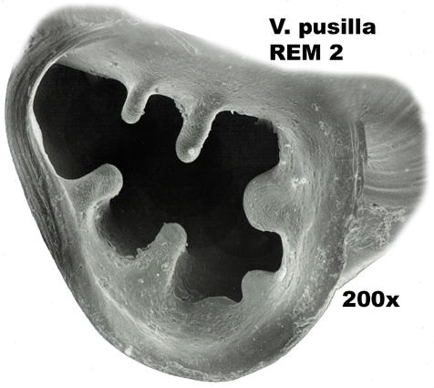 Vertigo pusilla