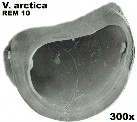 Vertigo arctica