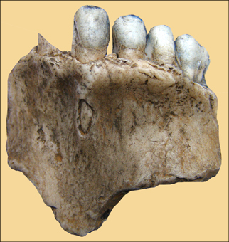 Homo neanderthalensis  Tschechien  Czech Kulna  Sveduv stul  Sipka  Maxilla  Mandibula  Calva  Karst  Moravian