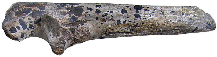 Abgusse Abguss  Casts  e-Shop  Replica Carnivora  Ursus deningeri spelaeus Hyena Pantera Homotherium Smilodon