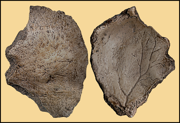 Homo neanderthalensis  Tschechien  Czech Kulna  Sveduv stul  Sipka  Maxilla  Mandibula  Calva  Karst  Moravian