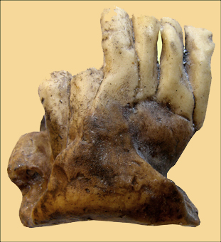 Rep 622 Sipka Homo neanderthalensis Tschechien Czech Kulna Sveduv stul Sipka Maxilla Mandibula Calva Karst Moravian
