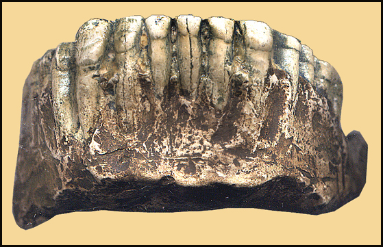 Homo neanderthalensis  Tschechien  Czech Kulna  Sveduv stul  Sipka  Maxilla  Mandibula  Calva  Karst  Moravian