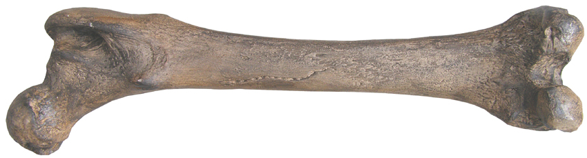Rep 954 U. deningeri Femur dex. Ventralis.jpg Abgusse Abguss Casts e-Shop Replica Carnivora Ursus deningeri spelaeus Hyena Pantera Homotherium Smilodon