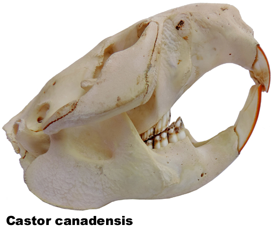 Castor canadensis