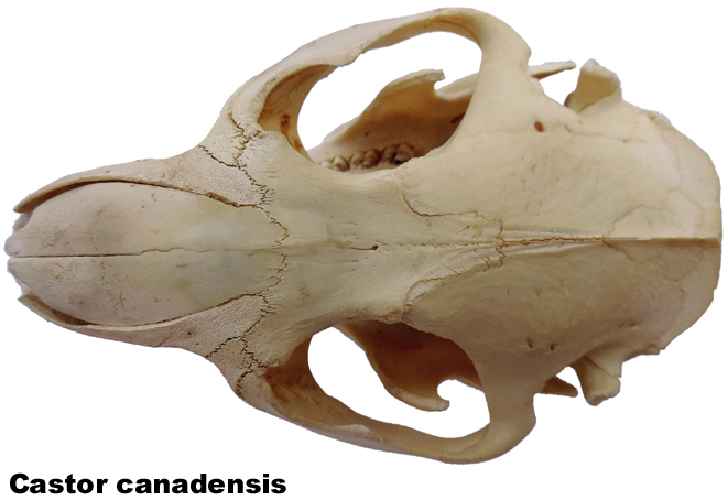 Castor canadensis