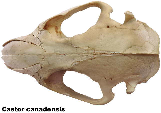 Castor canadensis