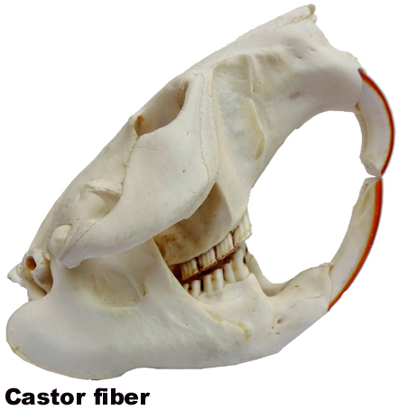 Castor fiber