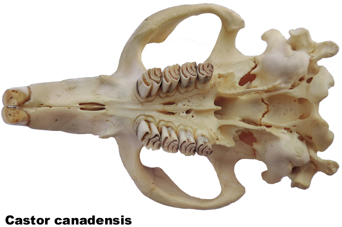 Castor canadensis