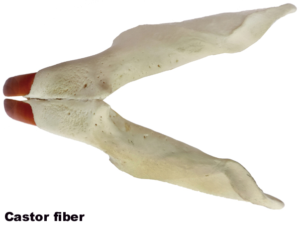 Castor fiber