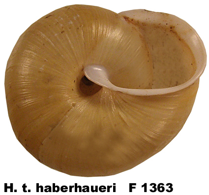 H. t. haberhaueri