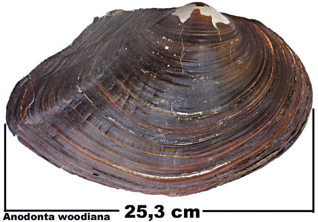 Anodonta woodiana